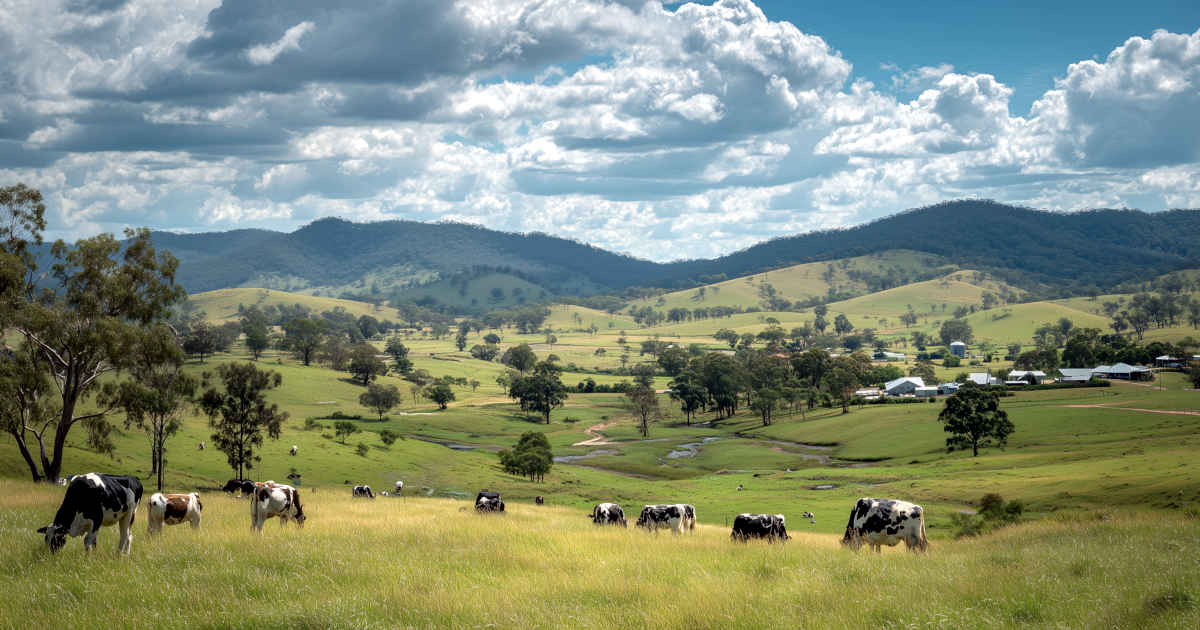 Selling Guide: Old Croc Extra Sharp Cheddar